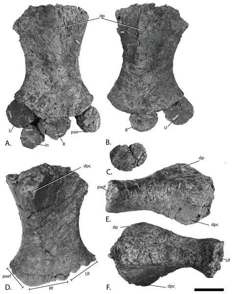 Forefins of PMO 224.250, referred specimen of Ophthalmosauridae indet.