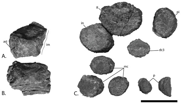 Articulars and forefin elements of SVB 1451, holotype of P. hoybergeti.