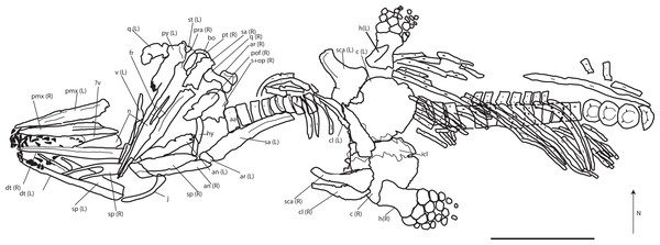 Skeletal map of PMO 222.669, newly referred specimen of P. hoybergeti, in ventral view (stratigraphically up).