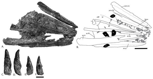 Rostrum and teeth of PMO 222.669, referred specimen of P. hoybergeti.