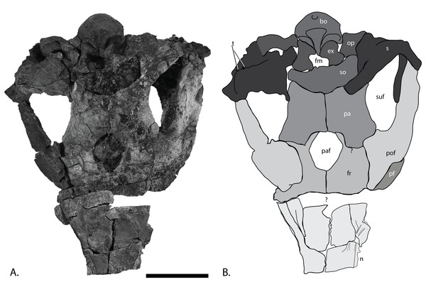 Skull roof of PMO 222.669, referred specimen of P. hoybergeti.