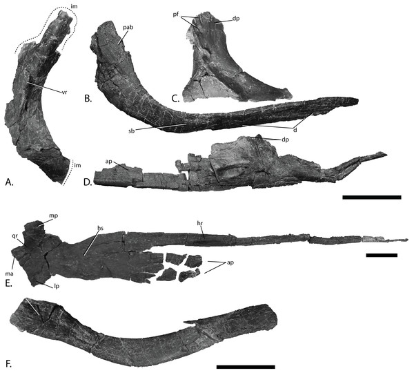 Cranial elements of PMO 222.669, referred specimen of P. hoybergeti.