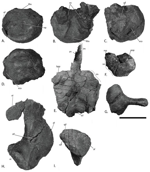 Basicranium elements of PMO 222.669, referred specimen of Palvennia hoybergeti.