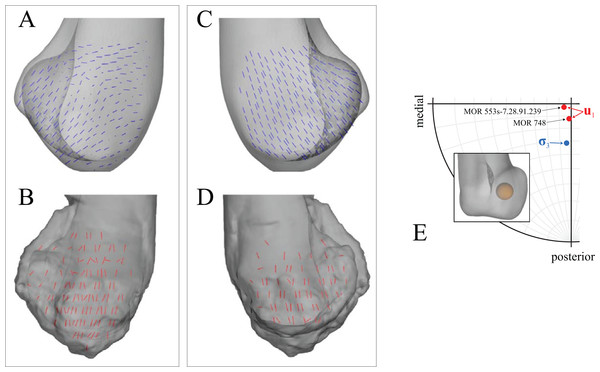 Principal stress trajectories for the distal femoral condyles in the solution posture of ‘Troodon’, compared with observed cancellous bone fabric.