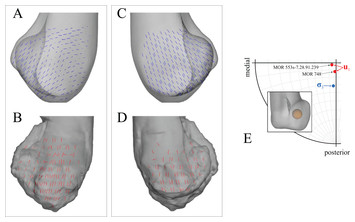 Cancellous bone and theropod dinosaur locomotion. Part III—Inferring ...