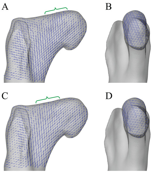 Principal stress trajectories for the proximal femur of Daspletosaurus in the two variations in hip articulation tested.