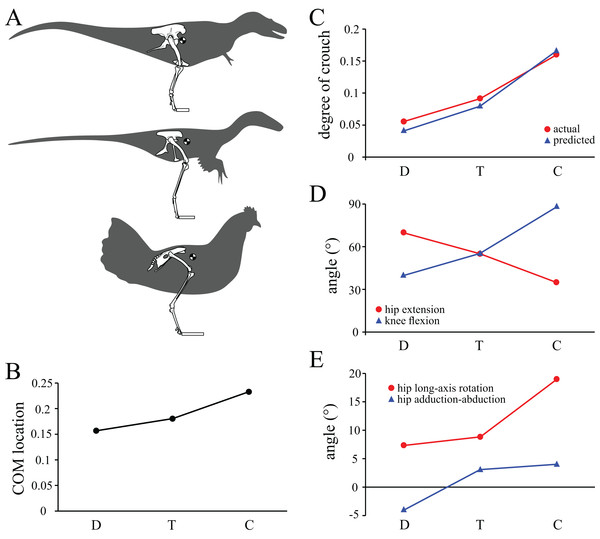 Comparison of parameters related to posture, extracted from the solution postures of the three species modelled: Daspletosaurus (‘D’), ‘Troodon’ (‘T’) and the chicken (‘C’).