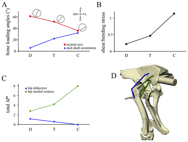 Comparison of parameters related to bone loading mechanics and muscular support, extracted from the solution postures of the three species modelled: Daspletosaurus (‘D’), ‘Troodon’ (‘T’) and the chicken (‘C’).