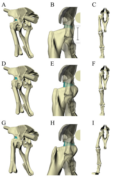 Varying the articulation of the hip joint in the Daspletosaurus model.