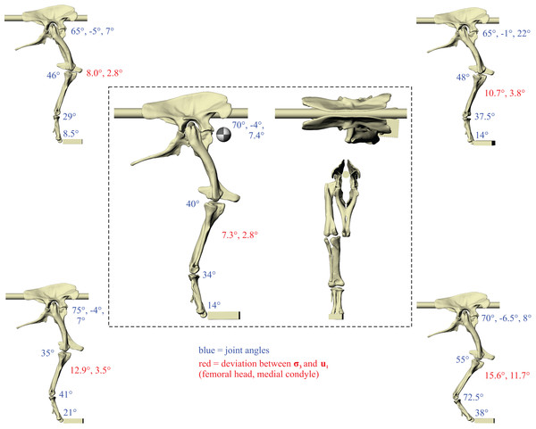 The postures tested for in Daspletosaurus.