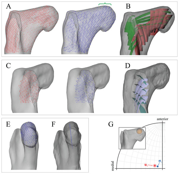 Principal stress trajectories for the proximal femur in the solution posture of Daspletosaurus, compared with observed cancellous bone fabric.