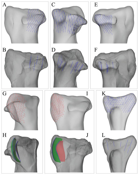 Principal stress trajectories for the tibia and fibula in the solution posture for Daspletosaurus, compared with observed cancellous bone fabric.