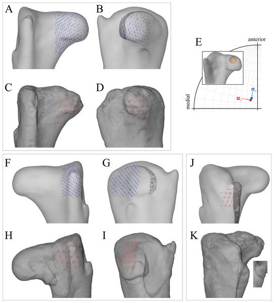 Principal stress trajectories for the proximal femur in the solution posture of ‘Troodon’, compared with observed cancellous bone fabric.