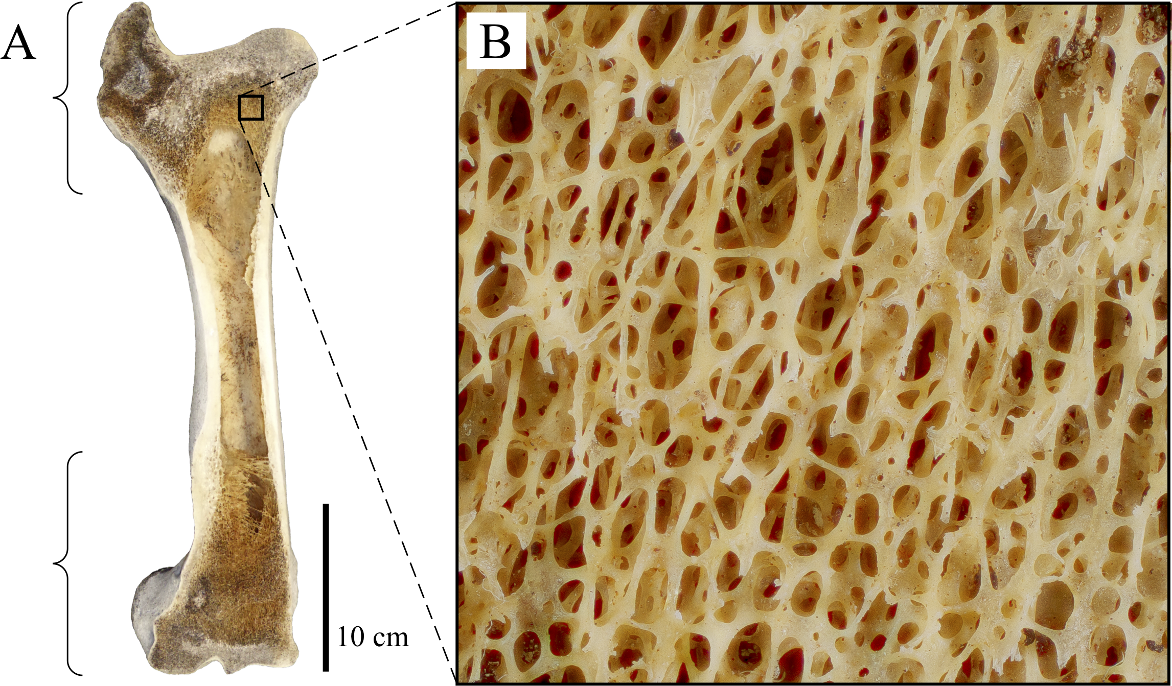 Cancellous bone and theropod dinosaur locomotion. Part I—an examination