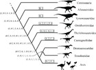 Cancellous bone and theropod dinosaur locomotion. Part I—an examination ...