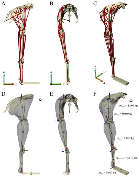 The musculoskeletal model of the chicken hindlimb developed in this study.