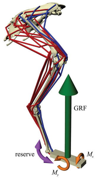 Musculoskeletal simulation of a given test posture.