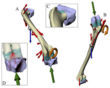 Cancellous bone and theropod dinosaur locomotion. Part II—a new ...