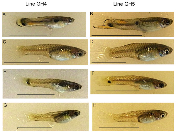 Example guppies from the two iso-male lines sampled.