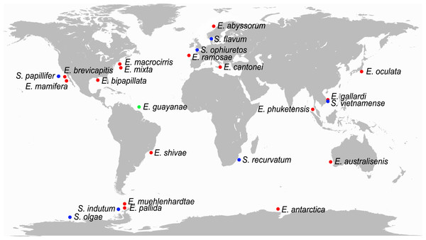 World map with type localities of accepted species of Ephesiella (red dots), Ephesiopsis (green dots) and Sphaerodorum (blue dots).