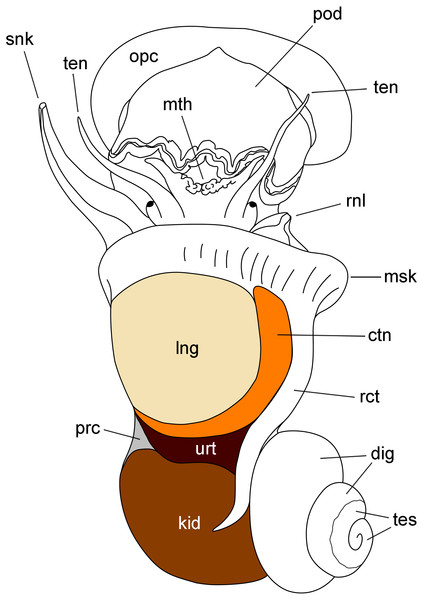 Outlines of the kidney, lung and other organs in a male individual with the shell removed (dorsal view).