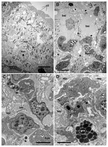 Assessment of the kidney and lung as immune barriers and hematopoietic ...