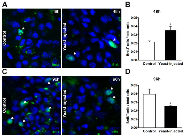 Quantification of hemocyte proliferation in renal islets.