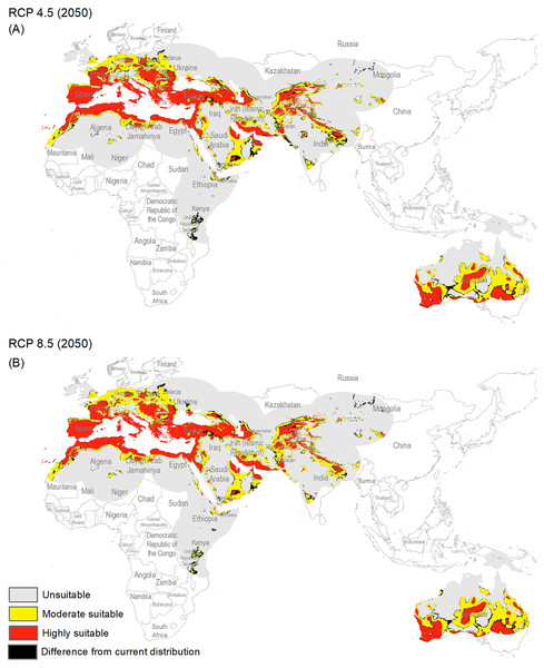 Maps of the potential distribution of Capparis spinosa L. under 2050 climate conditions ((A) map shows the average prediction for RCP 4.5, (B) map shows the average prediction for RCP 8.5).