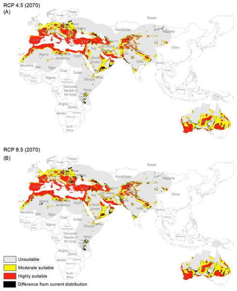 Maps of the potential distribution of Capparis spinosa L. under 2070 climatic conditions ((A) map shows the average prediction for RCP 4.5, (B) map shows the average prediction for RCP 8.5).