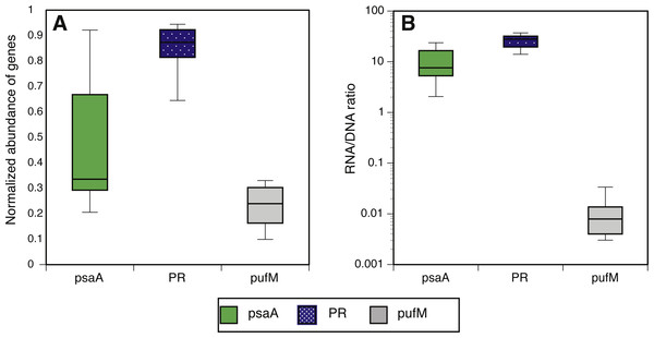 Normalized abundance and expression of phototrophic mechanisms.