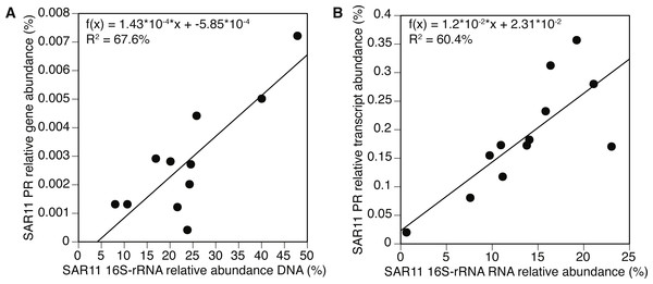 Positive correlation between 16S-rRNA and proteorhodopsin (PR) within the SAR11 clade.