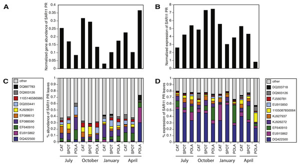 SAR11 cluster of proteorhodopsin (PR) at the single amino acid sequence level (per leaf in the MicRhoDE phylogenetic tree) had higher evenness in gene abundance than in expression (Wilcoxon rank sum test, paired one-sided, p = 0.0005).