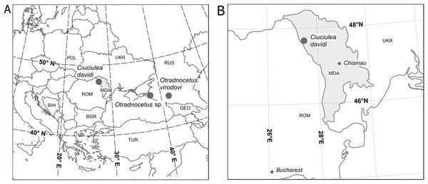 Geographical position of localities of Ciuciulea davidi (Moldova) and Otradnocetus spp. (Russia).