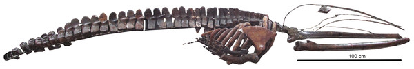 The skeleton of Otradnocetus sp., VSEGEI 2401, from the Middle Miocene of the northwestern Caucasus (Russia), right lateral view.