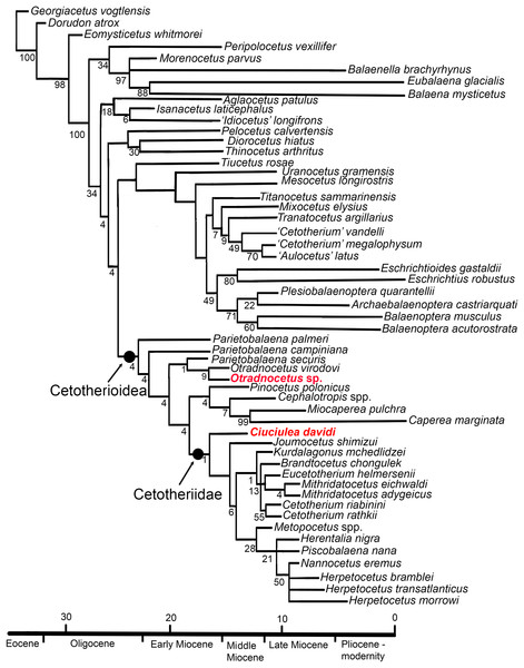 Consensus phylogenetic tree of Neogene and recent Mysticeti, with newly described taxa.