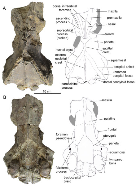 The skull of Ciuciulea davidi, ZIRM V 28/1 (holotype), from the Middle Miocene of Moldova.