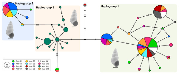 Haplotype network.