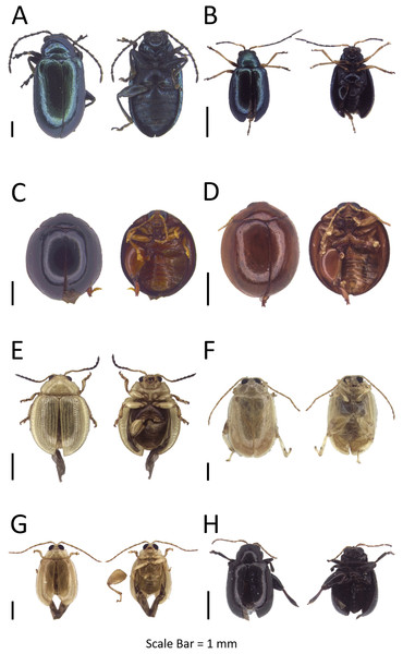Dorsal and ventral habitus of leaf beetle species.