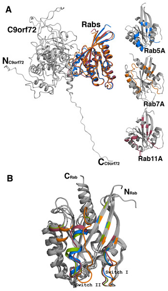 Homology model of C9orf72 and Rab GTPase complexes.
