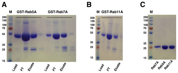 SDS–PAGE analysis of Rab GTPase purifications.