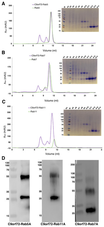 C9orf72, a protein associated with amyotrophic lateral sclerosis (ALS ...