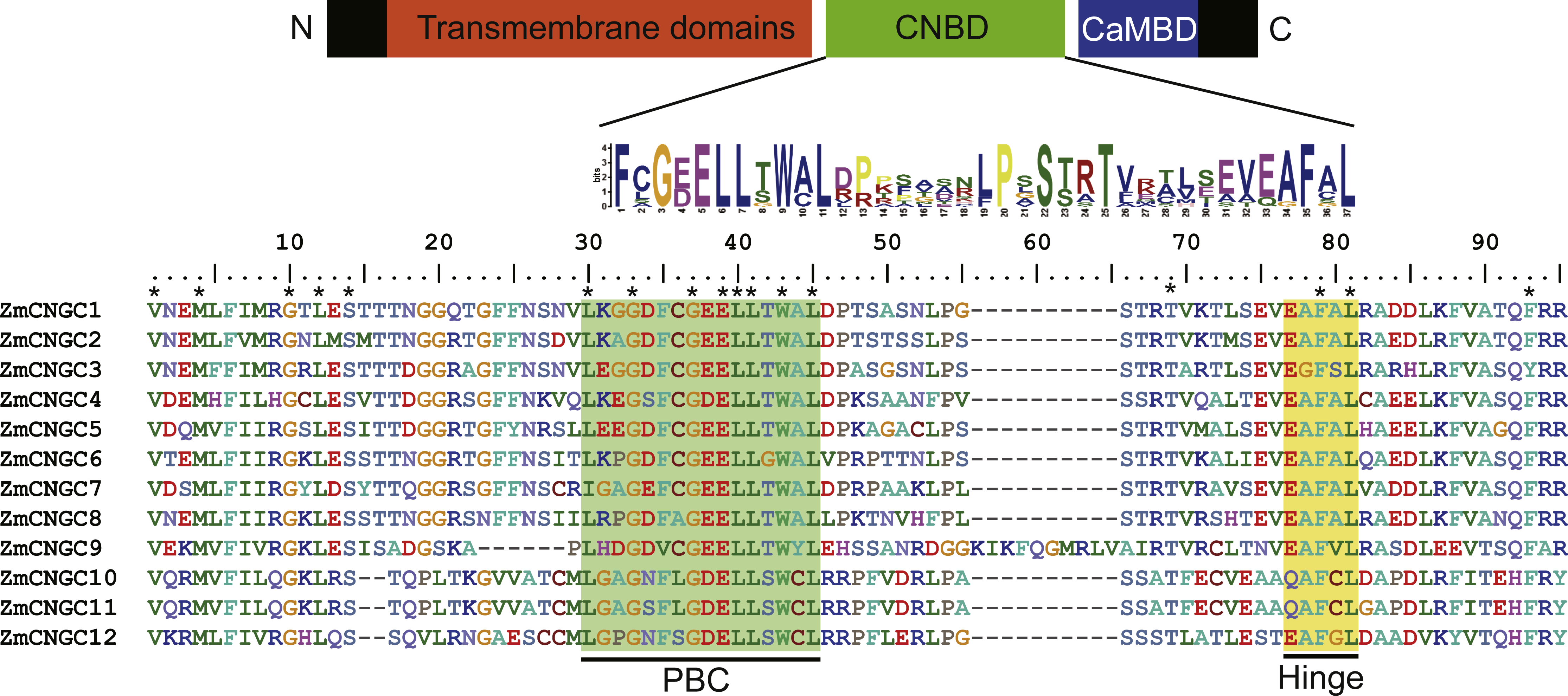 Genome Wide Identification And Analysis Of The Cngc Gene Family In