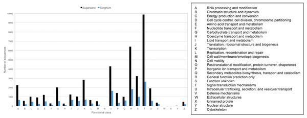 COG classification of sugarcane PacBio transcripts in comparison to sorghum transcripts.