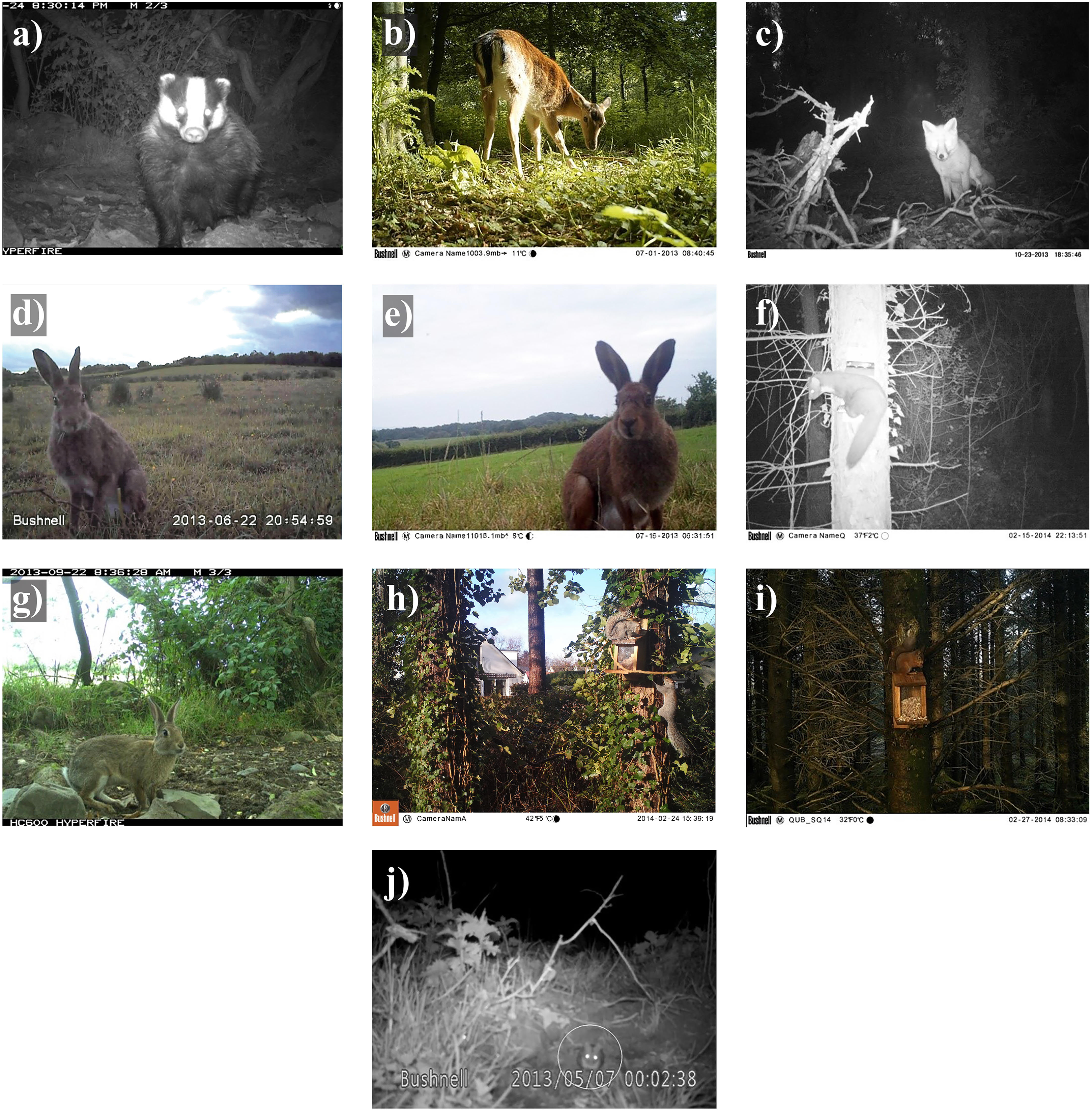 Seasonal and predator-prey effects on circadian activity of free-ranging  mammals revealed by camera traps [PeerJ]