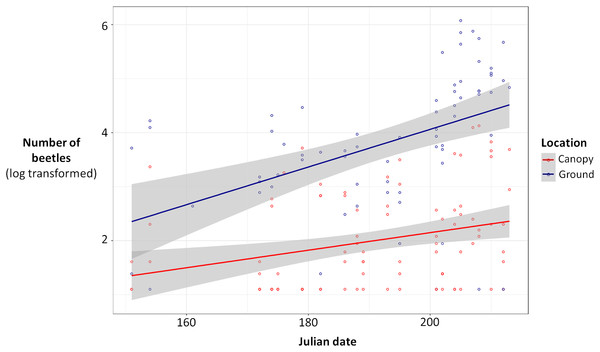 Total number of beetles [log(total number of beetles + 3)] for ground traps (blue) and canopy traps (red) by date with 95% confidence intervals (gray).