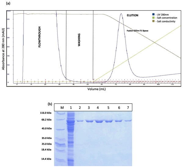 Chromatogram profile for affinity chromatography and SDS–PAGE analysis on eluted proteins.