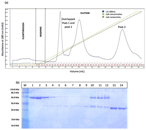 Chromatogram profile of ion exchange chromatography for GST-T1 lipase and SDS–PAGE analysis on eluted proteins.