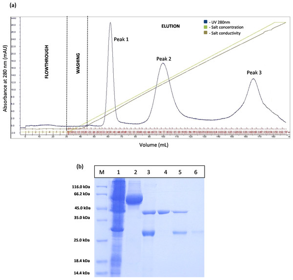 Chromatogram profile of ion exchange chromatography for GSTm-T1 lipase and SDS–PAGE analysis for eluted proteins.