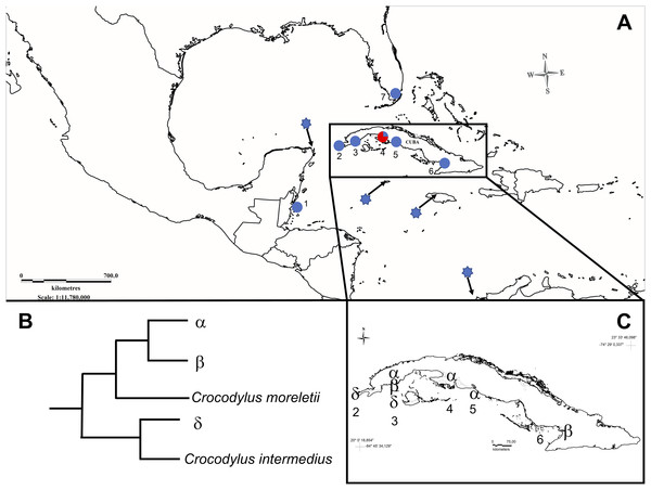 Map showing sampled populations of Crocodylus species in North-America, Central-America, and the Caribbean.