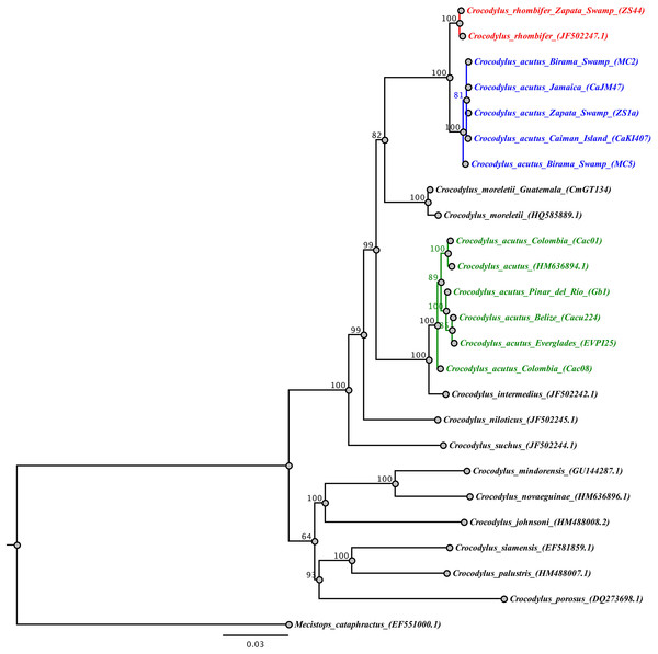 Phylogenetic tree based on Bayesian inference and the concatenated mtDNA dataset.